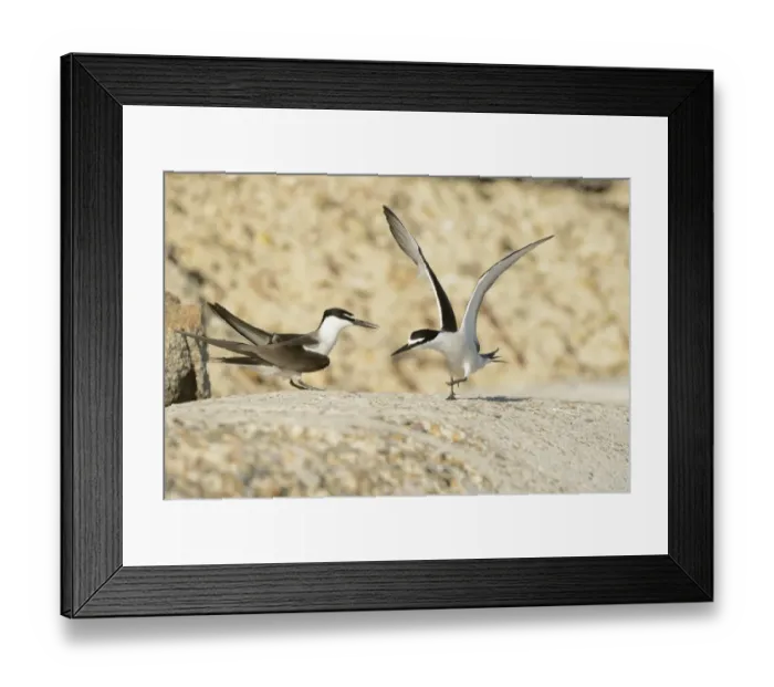 Framed Print : Bridled Tern (Onychoprion anaethetus) adult pair, in courtship display, Queensland, Australia, November Framed Print : Bridled Tern (Onychoprion anaethetus) adult pair, in courtship display, Queensland, Australia, November