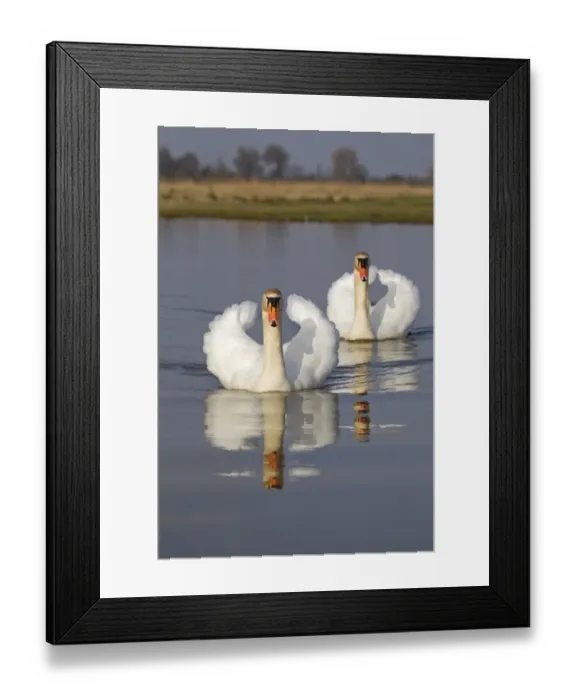 Framed Print : Mute Swan (Cygnus olor) adult pair, with wings raised in aggressive posture, swimming in pond with reflection, Suffolk Framed Print : Mute Swan (Cygnus olor) adult pair, with wings raised in aggressive posture, swimming in pond with reflection, Suffolk