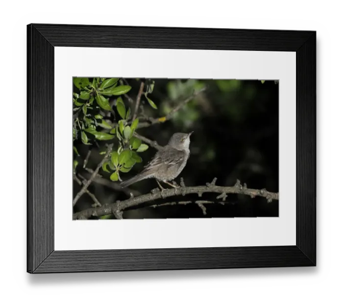 Framed Print : Barred Warbler (Sylvia nisoria) adult male, summer plumage, perched on twig, Lemnos, Greece, May Framed Print : Barred Warbler (Sylvia nisoria) adult male, summer plumage, perched on twig, Lemnos, Greece, May