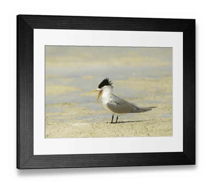 Framed Print : Greater Crested Tern (Thalasseus bergii) adult, breeding plumage, squawking, standing on beach, Queensland, Australia Framed Print : Greater Crested Tern (Thalasseus bergii) adult, breeding plumage, squawking, standing on beach, Queensland, Australia
