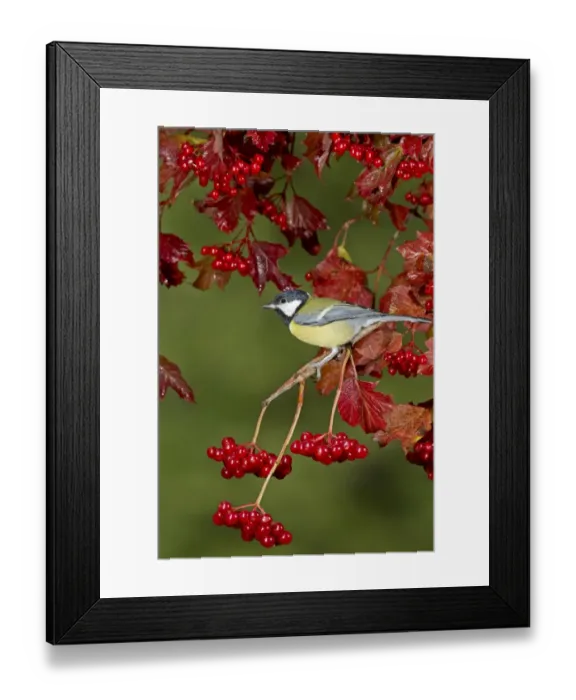 Framed Print : Great Tit (Parus major) adult, perched on Guelder Rose (Viburnum opulus) twig with berries, Suffolk, England, September Framed Print : Great Tit (Parus major) adult, perched on Guelder Rose (Viburnum opulus) twig with berries, Suffolk, England, September