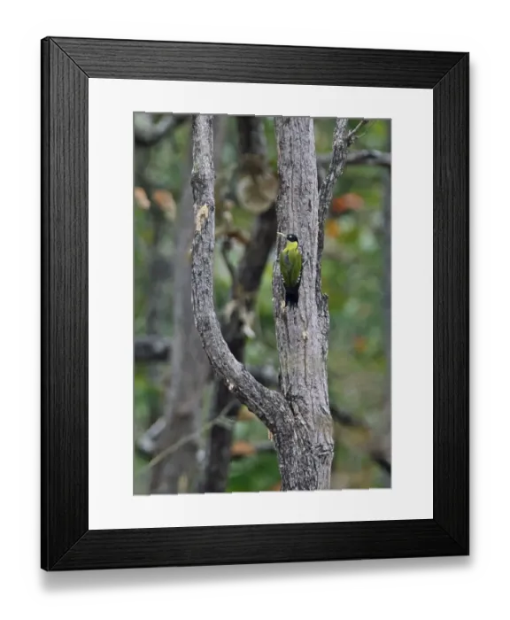Framed Print : Black-headed Woodpecker (Picus erythropygius erythropygius) adult female, clinging to tree trunk, Prey Veng, Cambodia Framed Print : Black-headed Woodpecker (Picus erythropygius erythropygius) adult female, clinging to tree trunk, Prey Veng, Cambodia