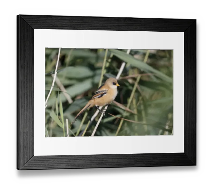 Framed Print : Bearded Tit (Panurus biarmicus) juvenile male, perched on reed stem, Sussex, England, August Framed Print : Bearded Tit (Panurus biarmicus) juvenile male, perched on reed stem, Sussex, England, August