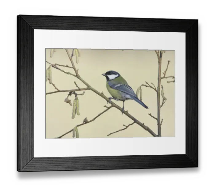 Framed Print : Great Tit (Parus major) adult, perched on Common Hazel (Corylus avellana) twig with catkins, West Yorkshire, England Framed Print : Great Tit (Parus major) adult, perched on Common Hazel (Corylus avellana) twig with catkins, West Yorkshire, England