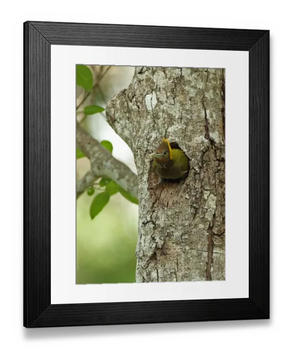 Framed Print : Greater Yellownape (Picus flavinucha lylei) adult female, leaving nesthole in tree trunk, Kaeng Krachan N. P