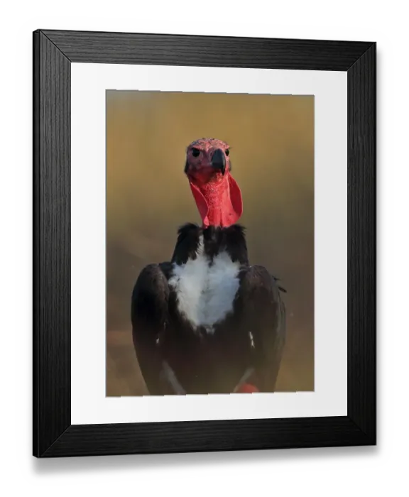 Framed Print : Red-headed Vulture (Sarcogyps calvus) adult, close-up of head and chest, Veal Krous vulture restaurant, Cambodia Framed Print : Red-headed Vulture (Sarcogyps calvus) adult, close-up of head and chest, Veal Krous vulture restaurant, Cambodia