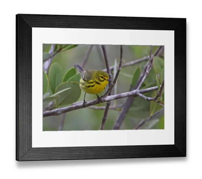 Framed Print : Prairie Warbler (Dendroica discolor) adult female, perched on twig, Zapata Peninsula, Matanzas Province, Cuba, March Framed Print : Prairie Warbler (Dendroica discolor) adult female, perched on twig, Zapata Peninsula, Matanzas Province, Cuba, March