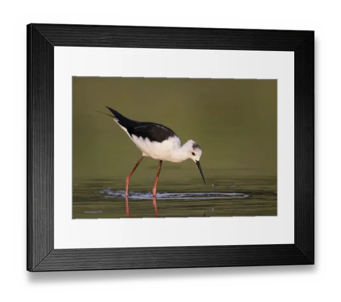 Framed Print : Black-winged Stilt (Himantopus himantopus) adult, non-breeding plumage, feeding, standing in shallow water, Hong Kong Framed Print : Black-winged Stilt (Himantopus himantopus) adult, non-breeding plumage, feeding, standing in shallow water, Hong Kong