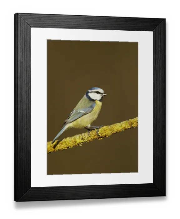 Framed Print : Blue Tit (Parus caeruleus) adult, perched on lichen covered twig, Shropshire, England, December Framed Print : Blue Tit (Parus caeruleus) adult, perched on lichen covered twig, Shropshire, England, December