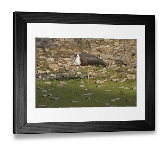 Framed Print : Woolly-necked Stork (Ciconia episcopus episcopus) adult, standing in water, Ranthambore N. P. Rajasthan, India, March Framed Print : Woolly-necked Stork (Ciconia episcopus episcopus) adult, standing in water, Ranthambore N. P. Rajasthan, India, March