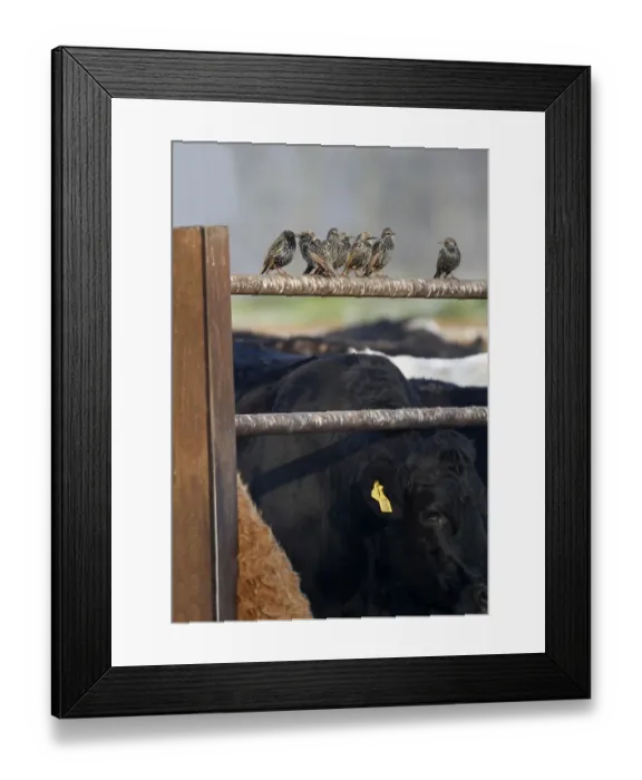 Framed Print : Common Starling (Sturnus vulgaris) adults, winter plumage, perched on fence in farmyard with domestic cattle Framed Print : Common Starling (Sturnus vulgaris) adults, winter plumage, perched on fence in farmyard with domestic cattle