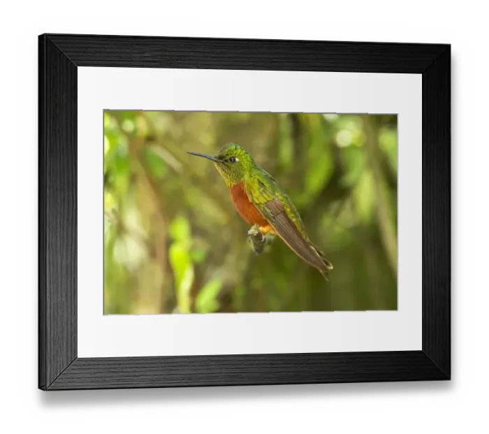 Framed Print : Chestnut-breasted Coronet (Boissonneaua matthewsii) adult, perched on twig in montane rainforest, Andes, Ecuador Framed Print : Chestnut-breasted Coronet (Boissonneaua matthewsii) adult, perched on twig in montane rainforest, Andes, Ecuador