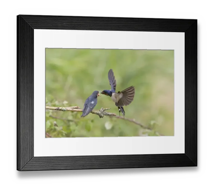 Framed Print : Barn Swallow (Hirundo rustica) adult, in flight, feeding fledged young, begging for food on twig, Suffolk, England
