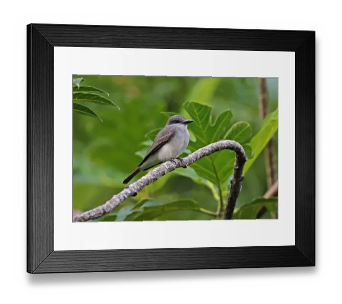 Framed Print : Grey Kingbird (Tyrannus dominicensis vorax) adult, perched on branch, Fond Doux Plantation, St Framed Print : Grey Kingbird (Tyrannus dominicensis vorax) adult, perched on branch, Fond Doux Plantation, St