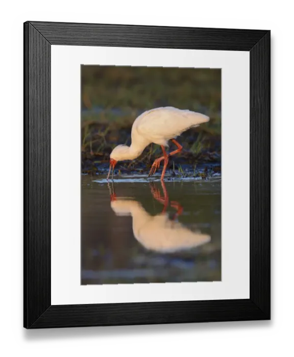 Framed Print : African Spoonbill (Platalea alba) adult, feeding in shallow water, Chobe N. P. Botswana, July