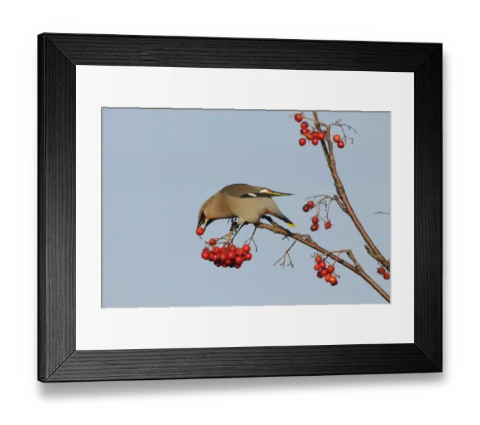 Framed Print : Bohemian Waxwing (Bombycilla garrulus) adult, feeding on Rowan (Sorbus aucuparia) berry, Norfolk, England, November Framed Print : Bohemian Waxwing (Bombycilla garrulus) adult, feeding on Rowan (Sorbus aucuparia) berry, Norfolk, England, November