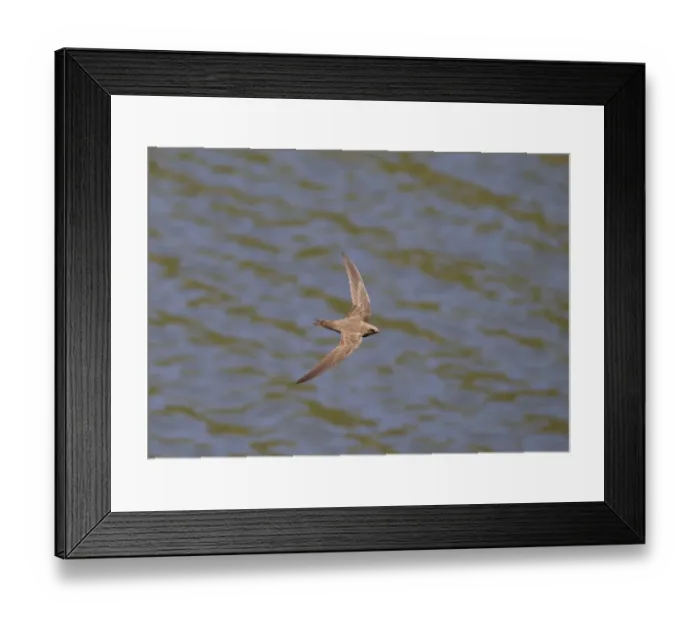 Framed Print : Alpine Swift (Apus melba) adult, in flight over water, Castilla y Leon, Spain, June Framed Print : Alpine Swift (Apus melba) adult, in flight over water, Castilla y Leon, Spain, June