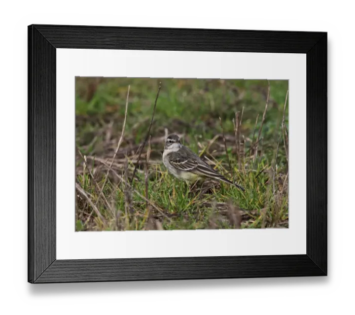 Framed Print : Eastern Yellow Wagtail (Motacilla tschutschensis) immature, first winter plumage, vagrant standing on ground Framed Print : Eastern Yellow Wagtail (Motacilla tschutschensis) immature, first winter plumage, vagrant standing on ground