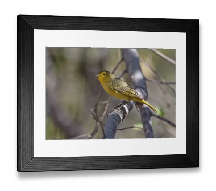 Framed Print : Yellow Warbler (Setophaga petechia albicollis) adult female, perched on branch, Cabo Rojo, Pedernales Province Framed Print : Yellow Warbler (Setophaga petechia albicollis) adult female, perched on branch, Cabo Rojo, Pedernales Province