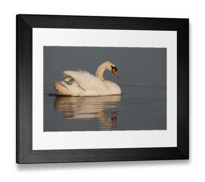 Framed Print : Mute Swan (Cygnus olor) adult, swimming, Elmley Marshes N. N. R. Isle of Sheppey, Kent, England, July