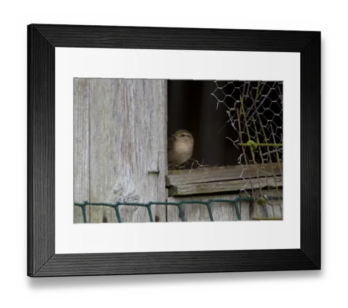 Framed Print : Eurasian Wren (Troglodytes troglodytes) adult, perched at shed window, England, April Framed Print : Eurasian Wren (Troglodytes troglodytes) adult, perched at shed window, England, April