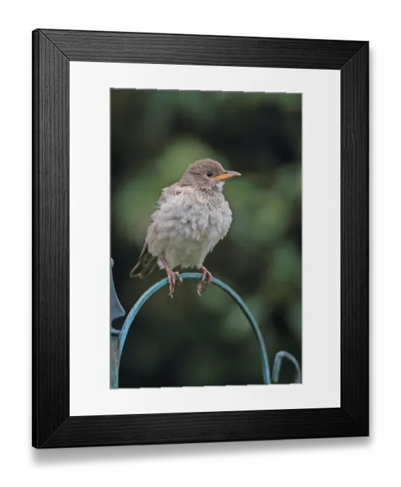 Framed Print : Rose-coloured Starling (Pastor roseus) juvenile, vagrant perched on metal, Norfolk, England, October Framed Print : Rose-coloured Starling (Pastor roseus) juvenile, vagrant perched on metal, Norfolk, England, October