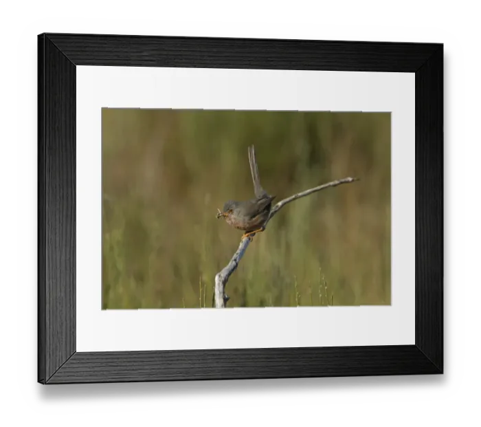 Framed Print : Dartford Warbler (Sylvia undata) adult female, with nest material in beak, perched on broom, Extremadura, Spain, April Framed Print : Dartford Warbler (Sylvia undata) adult female, with nest material in beak, perched on broom, Extremadura, Spain, April