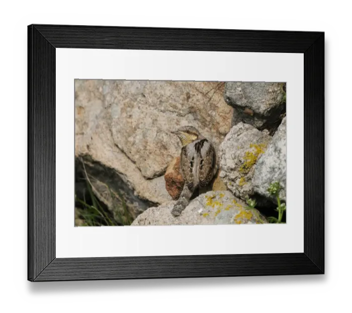 Framed Print : Eurasian Wryneck (Jynx torquilla) adult, foraging for ants amongst rocks, Lemnos, Greece, April Framed Print : Eurasian Wryneck (Jynx torquilla) adult, foraging for ants amongst rocks, Lemnos, Greece, April