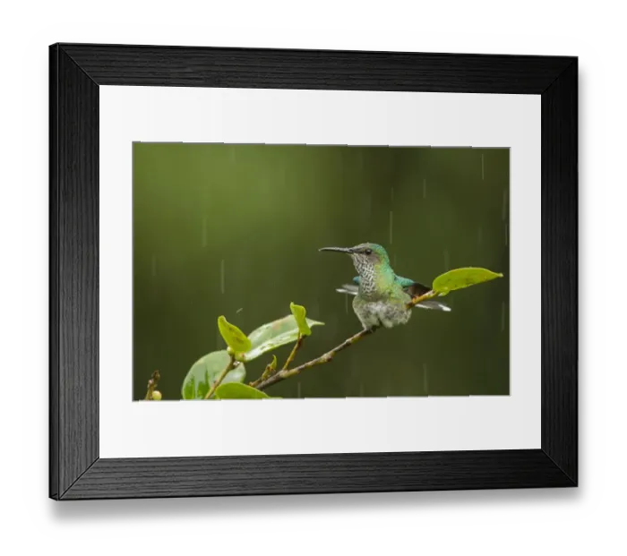 Framed Print : Green-crowned Brilliant (Heliodoxa jacula) adult female, bathing in rain shower, perched on twig, Costa Rica, March Framed Print : Green-crowned Brilliant (Heliodoxa jacula) adult female, bathing in rain shower, perched on twig, Costa Rica, March