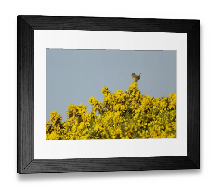 Framed Print : Eurasian Wren (Troglodytes troglodytes) adult, singing, perched on flowering gorse, Jersey, Channel Islands, May Framed Print : Eurasian Wren (Troglodytes troglodytes) adult, singing, perched on flowering gorse, Jersey, Channel Islands, May