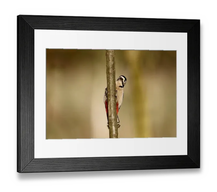 Framed Print : Great Spotted Woodpecker (Dendrocopos major) adult female, clinging to branch, Warwickshire, England, January Framed Print : Great Spotted Woodpecker (Dendrocopos major) adult female, clinging to branch, Warwickshire, England, January