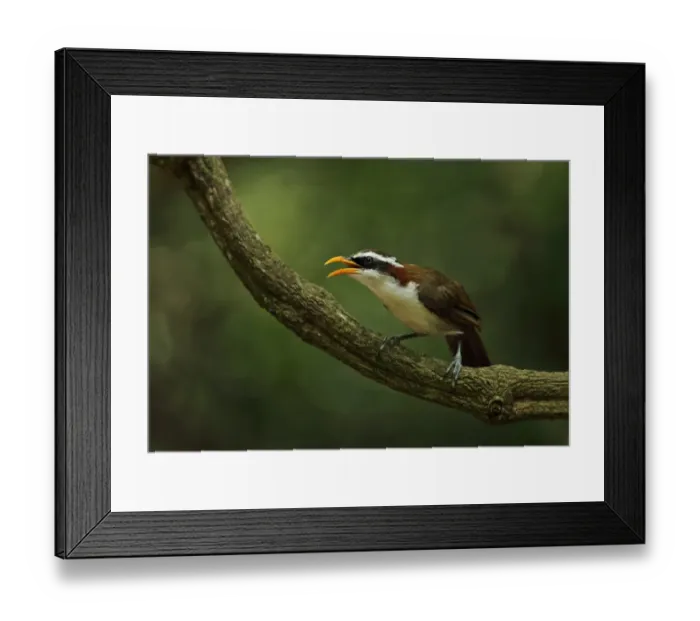 Framed Print : White-browed Scimitar-babbler (Pomatorhinus schisticeps) adult, calling, perched on vine stem, near Kaeng Krachan