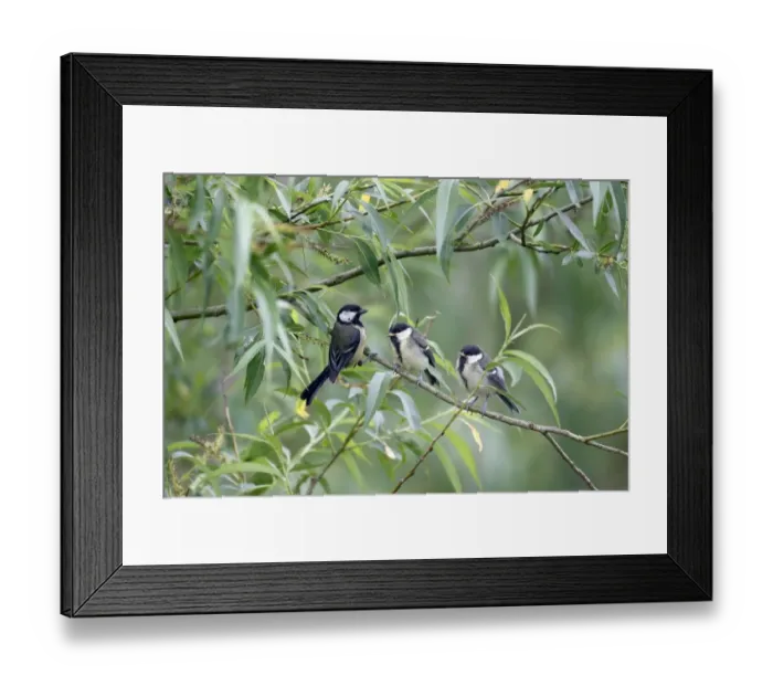 Framed Print : Great Tit (Parus major) adult feeding chicks, fledglings out of nest, perched on willow twig, Warwickshire, England Framed Print : Great Tit (Parus major) adult feeding chicks, fledglings out of nest, perched on willow twig, Warwickshire, England