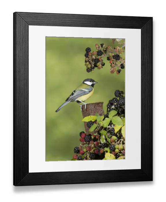 Framed Print : Great Tit (Parus major) adult, perched on rusty metal post amongst Bramble (Rubus fruticosus) berries, Suffolk Framed Print : Great Tit (Parus major) adult, perched on rusty metal post amongst Bramble (Rubus fruticosus) berries, Suffolk