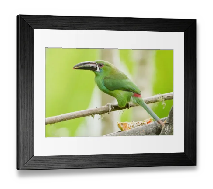 Framed Print : Crimson-rumped Toucanet (Aulacorhynchus haematopygus) adult, perched on branch at feeding station in montane Framed Print : Crimson-rumped Toucanet (Aulacorhynchus haematopygus) adult, perched on branch at feeding station in montane