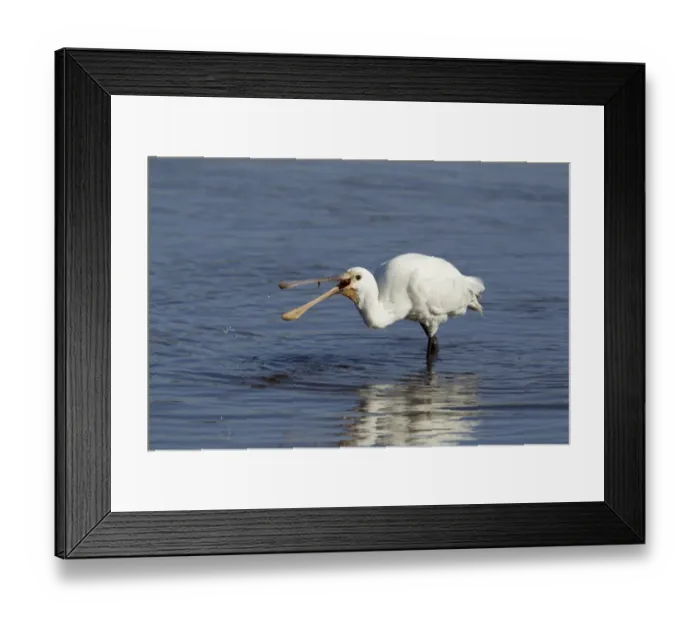 Framed Print : Eurasian Spoonbill (Platalea leucorodia) juvenile, feeding in shallow water, Guernsey, Channel Islands, May Framed Print : Eurasian Spoonbill (Platalea leucorodia) juvenile, feeding in shallow water, Guernsey, Channel Islands, May