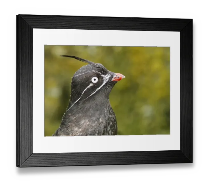 Framed Print : Whiskered Auklet (Aethia pygmaea) adult, breeding plumage, close-up of head, Alaska Maritime National Wildlife Refuge Framed Print : Whiskered Auklet (Aethia pygmaea) adult, breeding plumage, close-up of head, Alaska Maritime National Wildlife Refuge