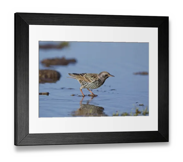 Framed Print : Common Starling (Sturnus vulgaris) adult, winter plumage, standing in shallow water, Suffolk, England, December Framed Print : Common Starling (Sturnus vulgaris) adult, winter plumage, standing in shallow water, Suffolk, England, December