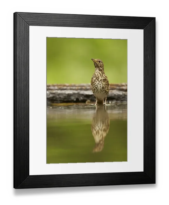 Framed Print : Song Thrush (Turdus philomelos) adult, standing in woodland pool with reflection, Hungary, May Framed Print : Song Thrush (Turdus philomelos) adult, standing in woodland pool with reflection, Hungary, May