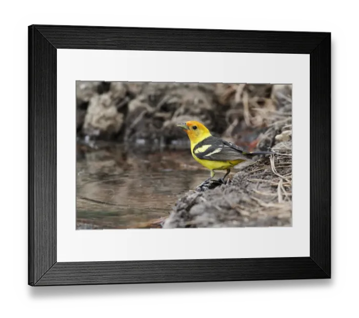 Framed Print : Western Tanager (Piranga ludoviciana) immature male, drinking at pool, Utah, U. S. A. June Framed Print : Western Tanager (Piranga ludoviciana) immature male, drinking at pool, Utah, U. S. A. June