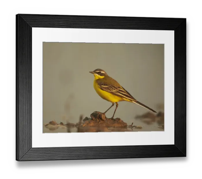 Framed Print : Blue-headed Wagtail (Motacilla flava flava) adult male, breeding plumage, standing on muddy mound in meadow wetland Framed Print : Blue-headed Wagtail (Motacilla flava flava) adult male, breeding plumage, standing on muddy mound in meadow wetland