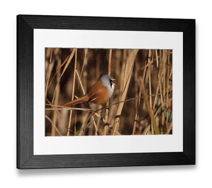 Framed Print : Bearded Tit (Panurus biarmicus) adult male, calling, perched on reed stem in reedbed, Strumpshaw Fen RSPB Reserve Framed Print : Bearded Tit (Panurus biarmicus) adult male, calling, perched on reed stem in reedbed, Strumpshaw Fen RSPB Reserve