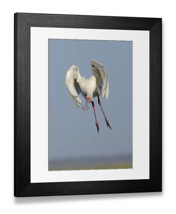 Framed Print : African Spoonbill (Platalea alba) adult, in flight, taking off, Chobe N. P. Botswana, July Framed Print : African Spoonbill (Platalea alba) adult, in flight, taking off, Chobe N. P. Botswana, July