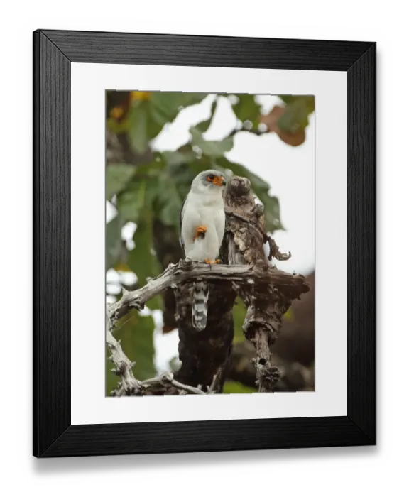 Framed Print : White-rumped Falcon (Polihierax insignis harmandi) adult male, perched on dead branch, Tmatboey, Cambodia, January Framed Print : White-rumped Falcon (Polihierax insignis harmandi) adult male, perched on dead branch, Tmatboey, Cambodia, January