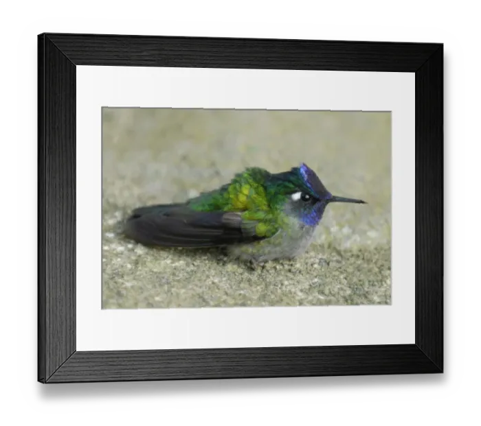Framed Print : Violet-headed Hummingbird (Klais guimeti) adult male, resting on rock in rainforest, Volcan Arenal N. P Framed Print : Violet-headed Hummingbird (Klais guimeti) adult male, resting on rock in rainforest, Volcan Arenal N. P