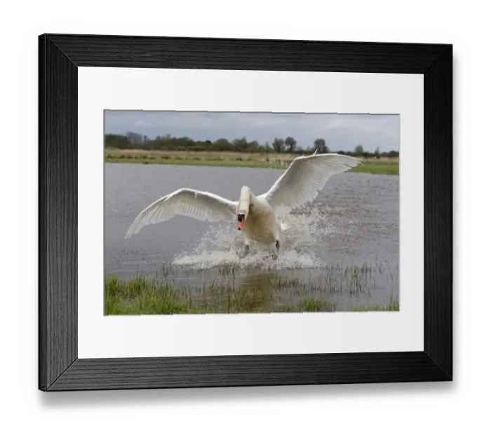 Framed Print : Mute Swan (Cygnus olor) adult male, landing on pond, Suffolk, England, May Framed Print : Mute Swan (Cygnus olor) adult male, landing on pond, Suffolk, England, May