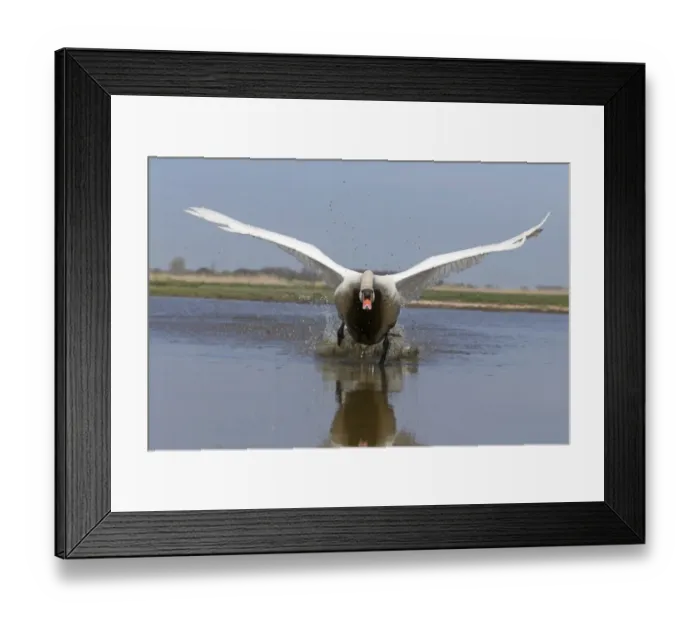 Framed Print : Mute Swan (Cygnus olor) adult male, running across water to take off, Suffolk, England, May Framed Print : Mute Swan (Cygnus olor) adult male, running across water to take off, Suffolk, England, May