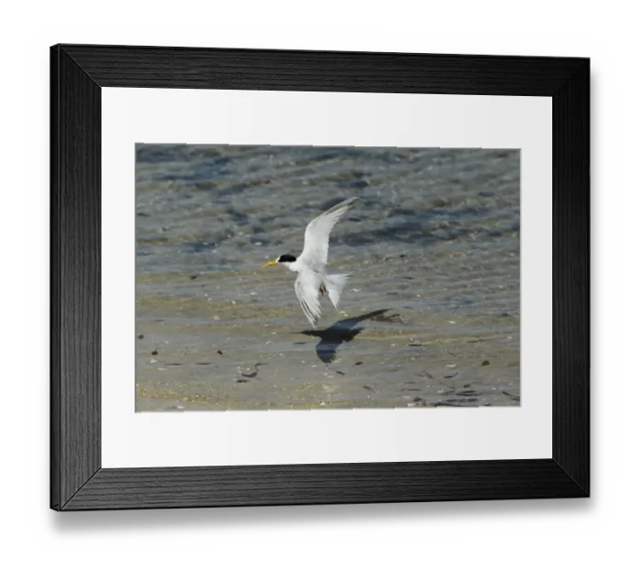 Framed Print : Australian Fairy Tern (Sterna nereis nereis) adult, in flight, taking off from shallow water on sand bank Framed Print : Australian Fairy Tern (Sterna nereis nereis) adult, in flight, taking off from shallow water on sand bank