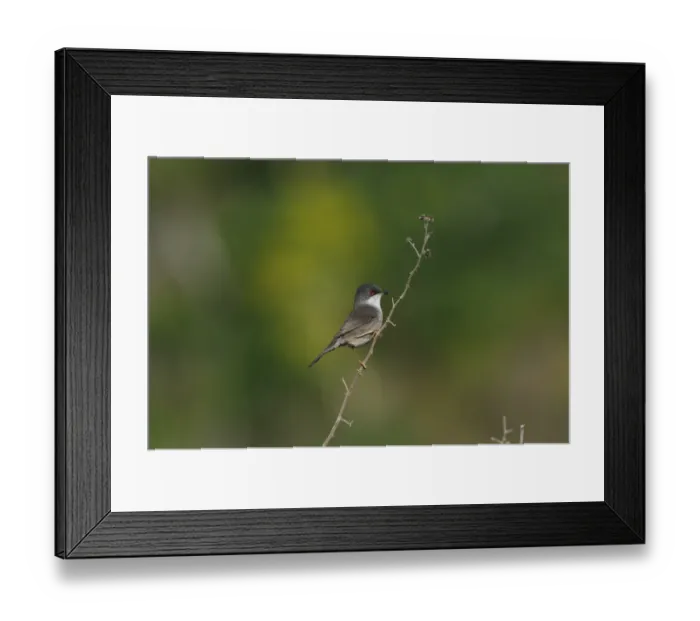 Framed Print : Sardinian Warbler (Sylvia melanocephala) adult female, perched on stem, Lemnos, Greece, April Framed Print : Sardinian Warbler (Sylvia melanocephala) adult female, perched on stem, Lemnos, Greece, April
