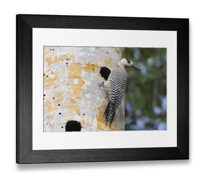Framed Print : West Indian Woodpecker (Melanerpes superciliaris) adult male, at nesthole in tree trunk, Zapata Peninsula Framed Print : West Indian Woodpecker (Melanerpes superciliaris) adult male, at nesthole in tree trunk, Zapata Peninsula